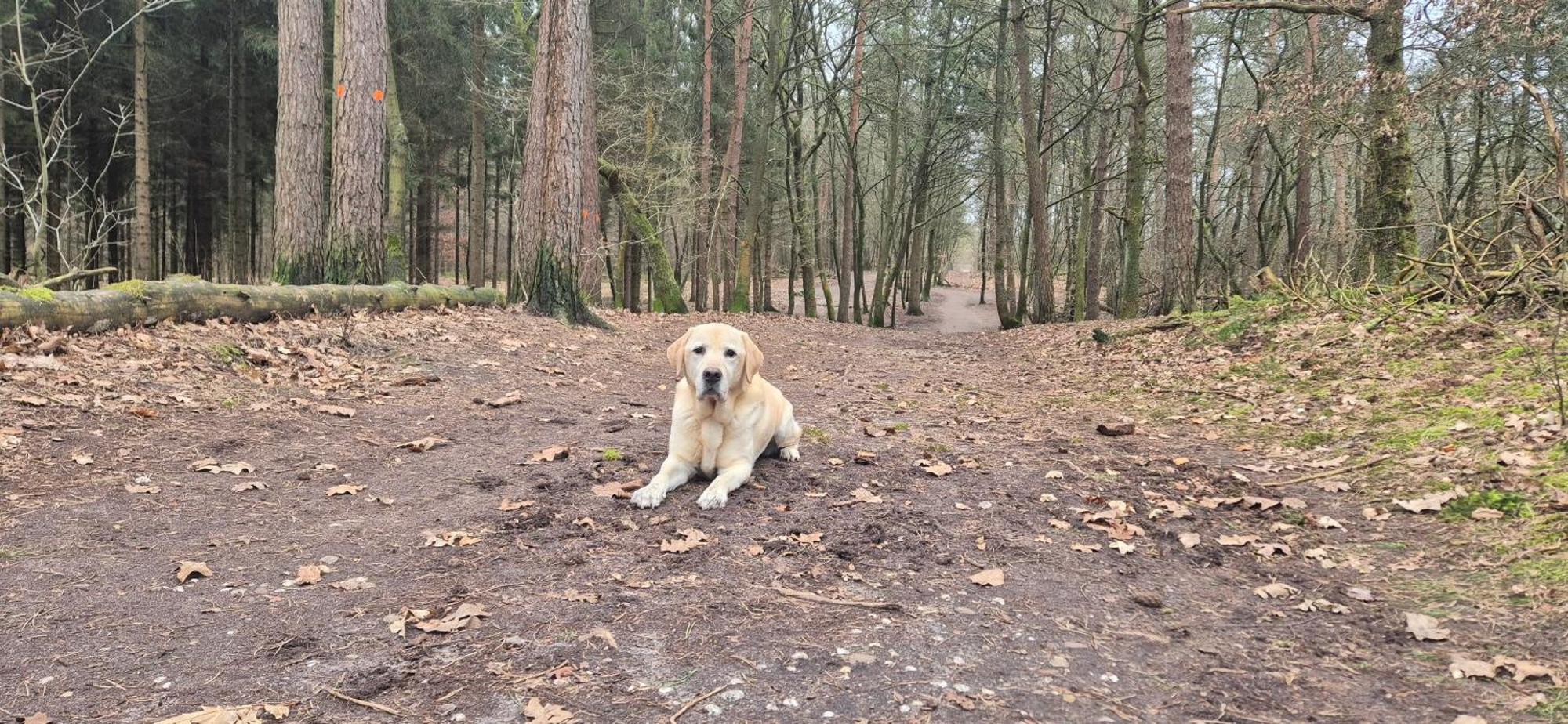 Het Veluwse Boshuisje Knus Chalet Met Omheinde Tuin Op De Veluwe Hoenderloo Exterior foto